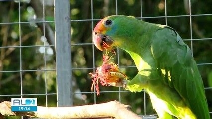 Ex-embaixador critica tática de guerrilha contra Trump