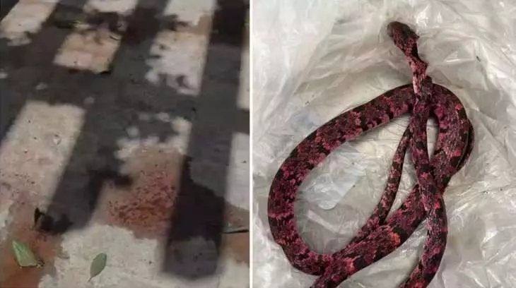Homem vomita cobra após tentar engolir animal no Ceará