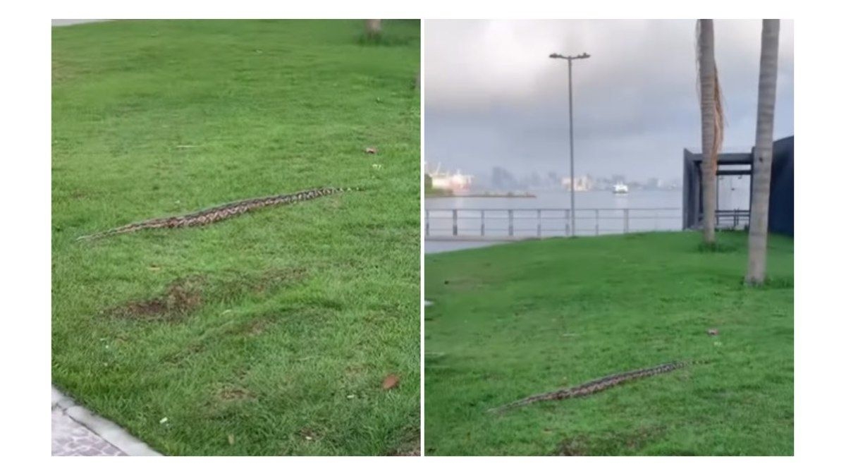 Cobra gigante causa susto em praça de Niterói