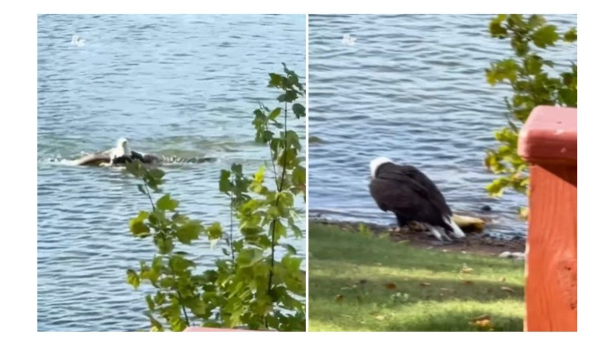 Águia impressiona ao capturar peixe gigante em vídeo