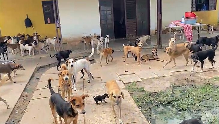 Após denúncia, cães de abrigo com condições precárias na Santa Amélia devem ser realocados