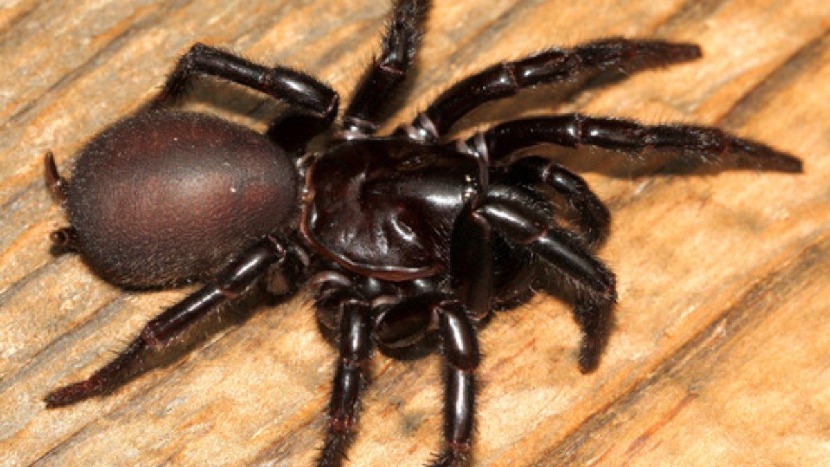 Nova aranha descoberta é a mais venenosa do mundo
