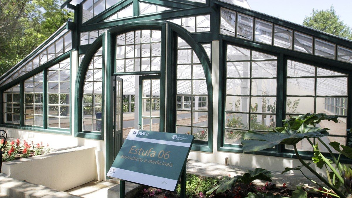 Descubra as árvores que embelezam São Paulo