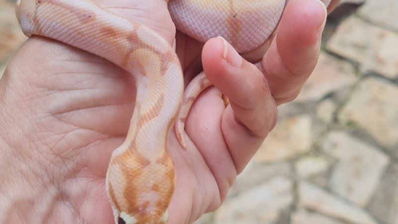 Python Ball: O animal de estimação que conquista Alagoas