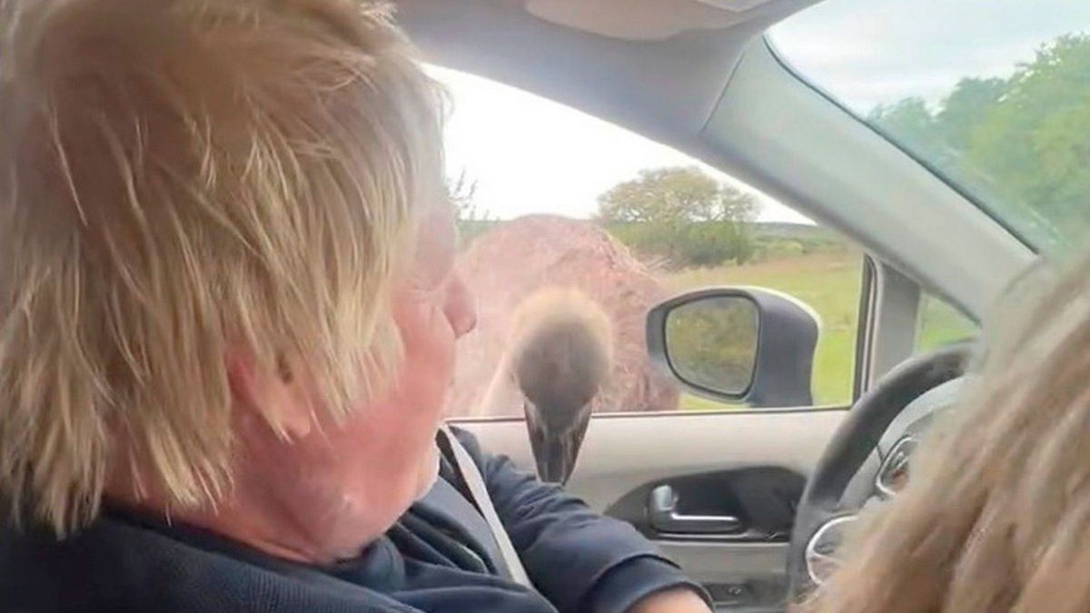 Boris Johnson leva mordida de avestruz em visita aos EUA