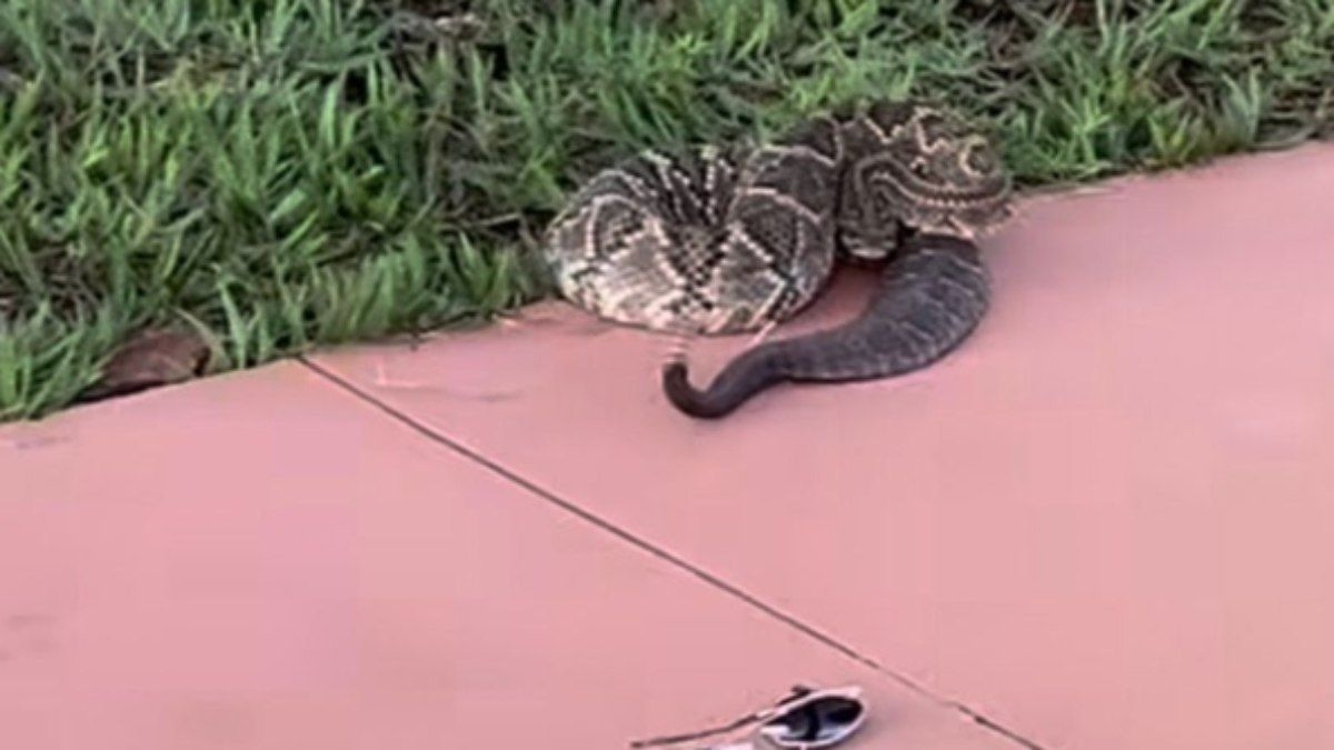 Mulher picada por cobra cascavel enquanto gravava vídeo