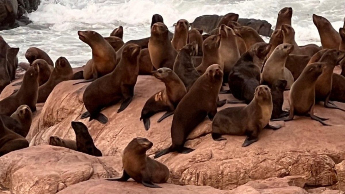Lobo-marinho reabilitado no Brasil aparece no Uruguai