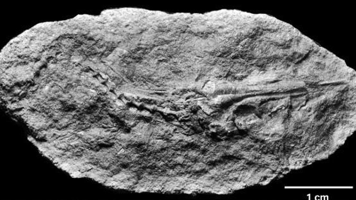 Nova espécie de peixe pré-histórico é descoberta na Antártica