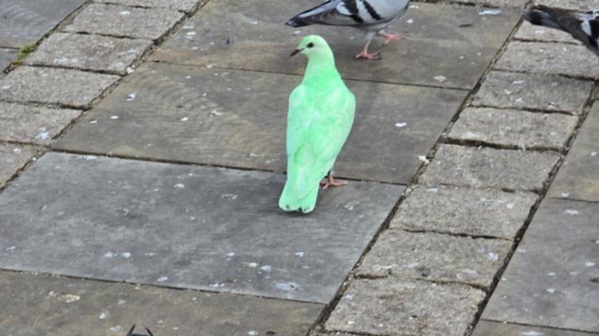 Pombo verde neon causa alvoroço em praça da Inglaterra