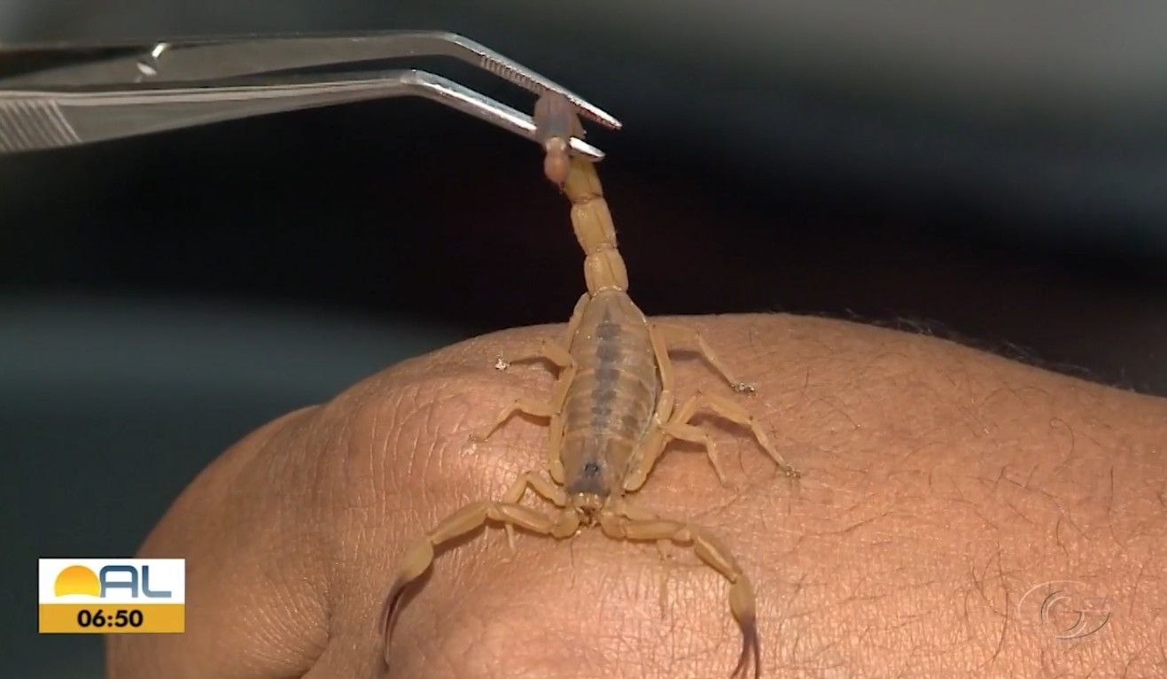 Aumento de picadas por escorpião em Maceió e soro disponível
