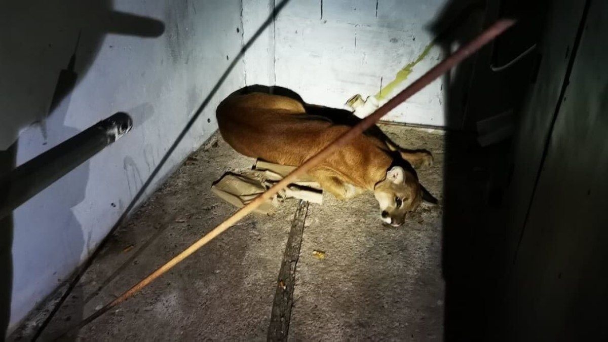 Onça-parda invade lava-rápido em Vinhedo SP